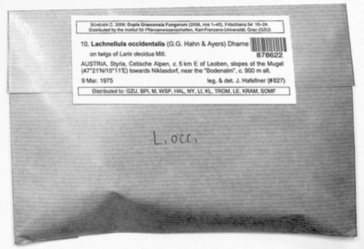 Lachnellula occidentalis image